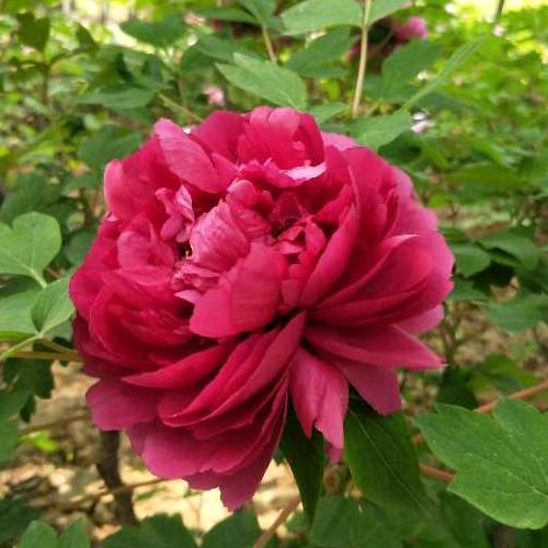 芳～