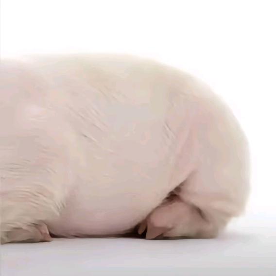 白给我胡吊扯