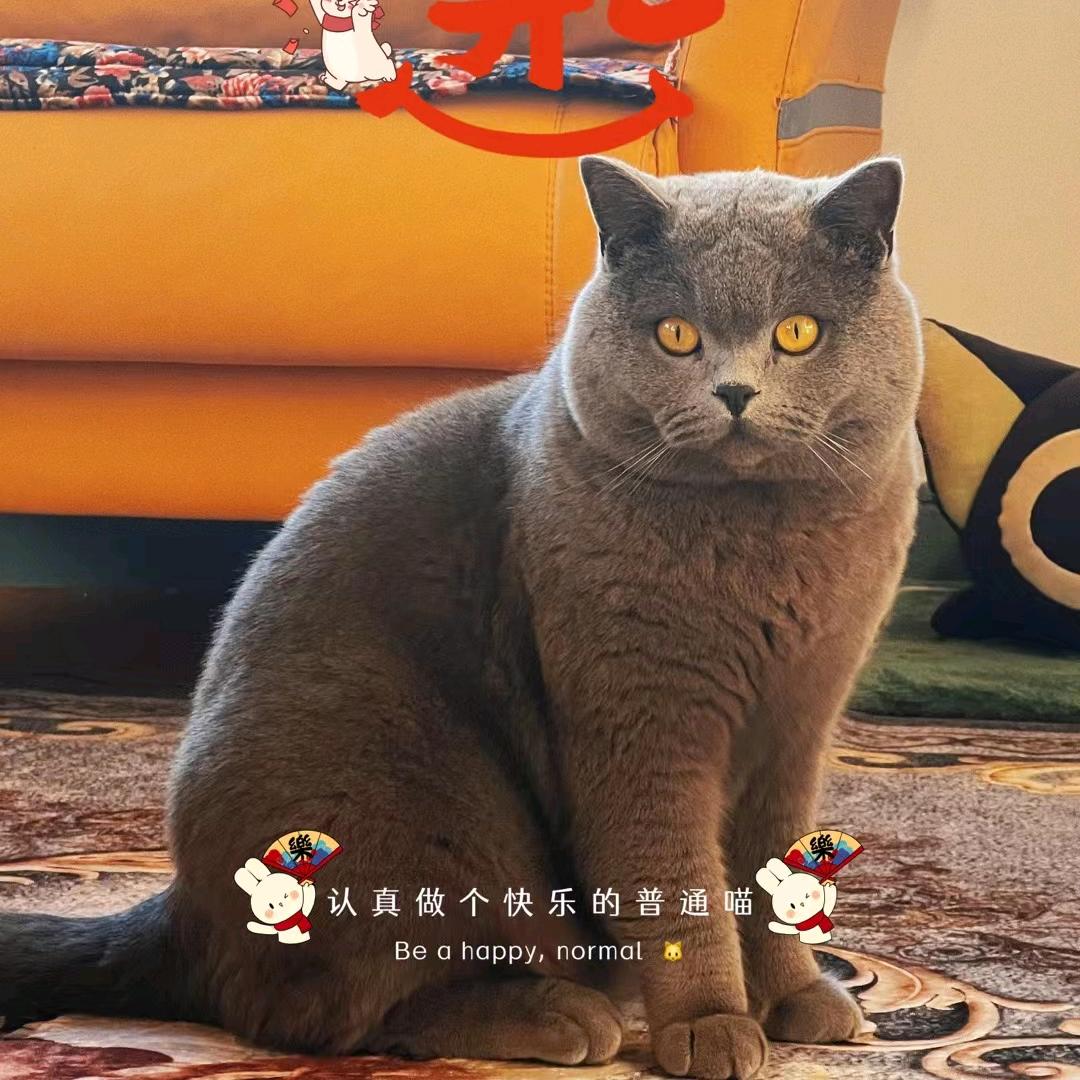 迪迪妈