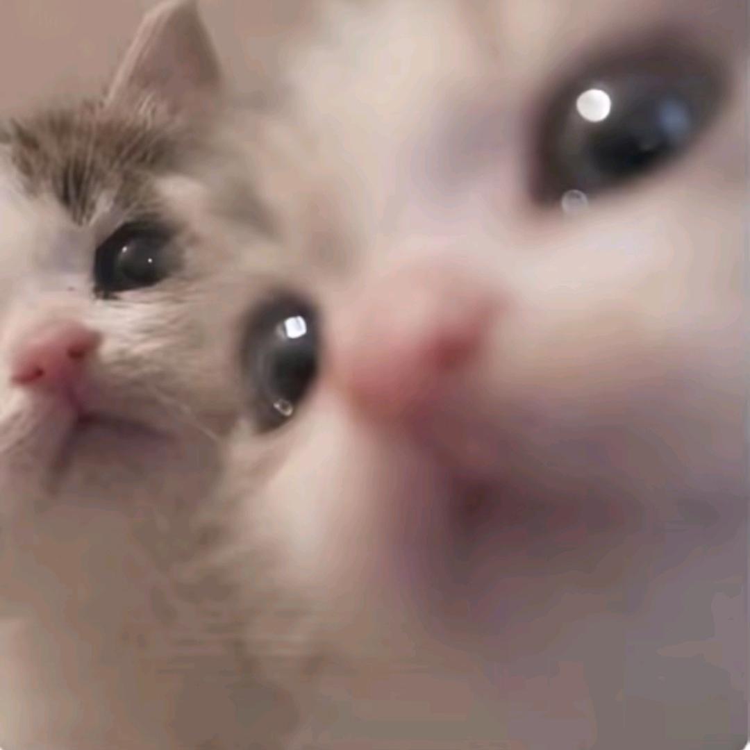 A.ib🐾头像