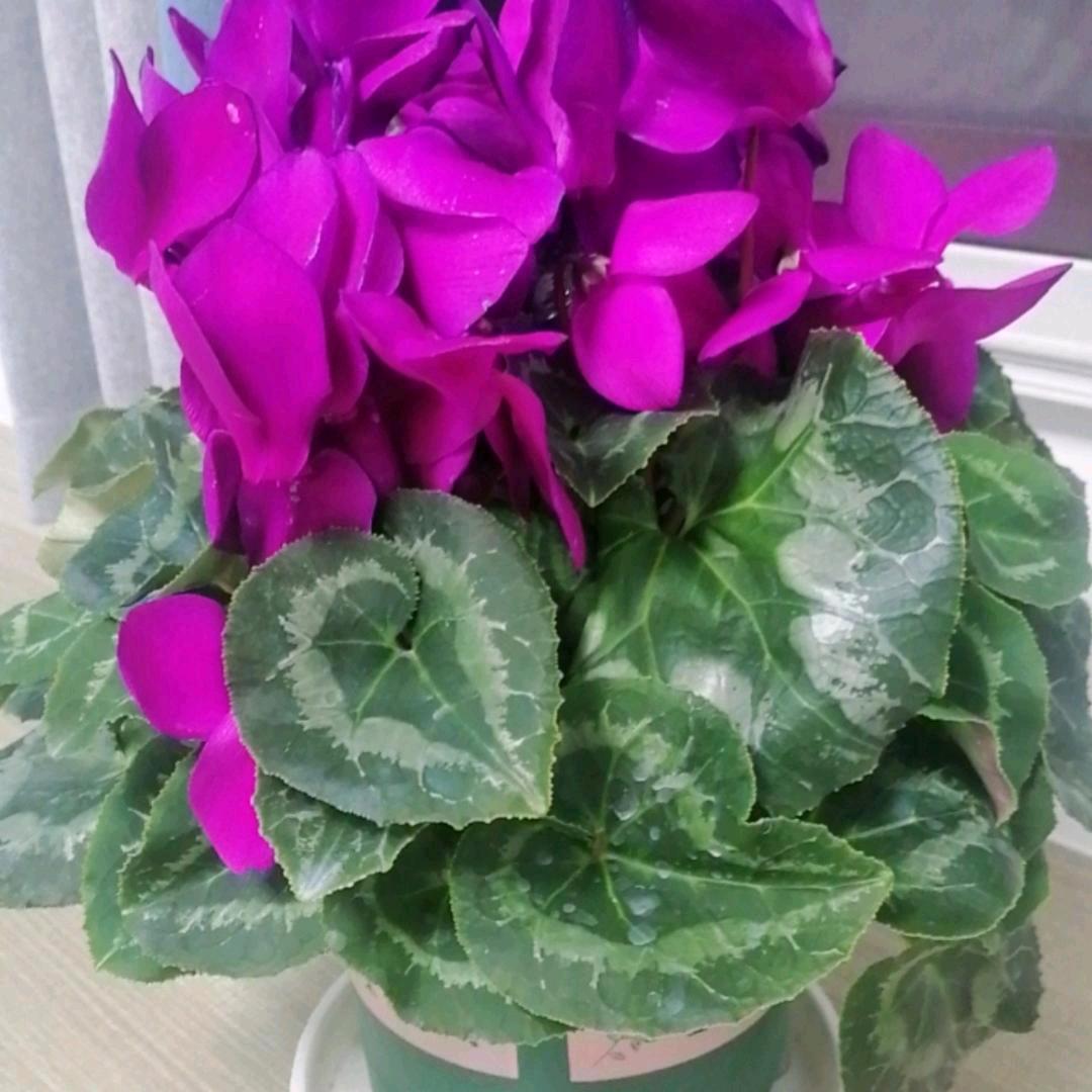 幸福一生🍀🍀🍀