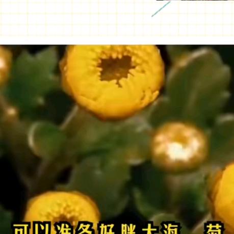 苹果~~