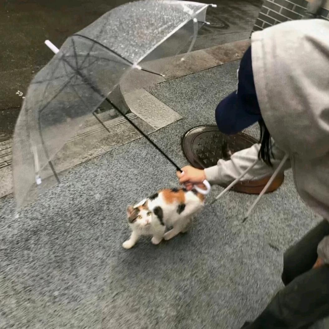 他们都说我是小学生