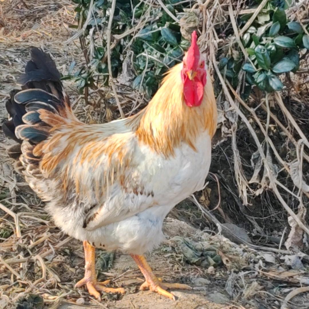 仙居原生态养殖基地