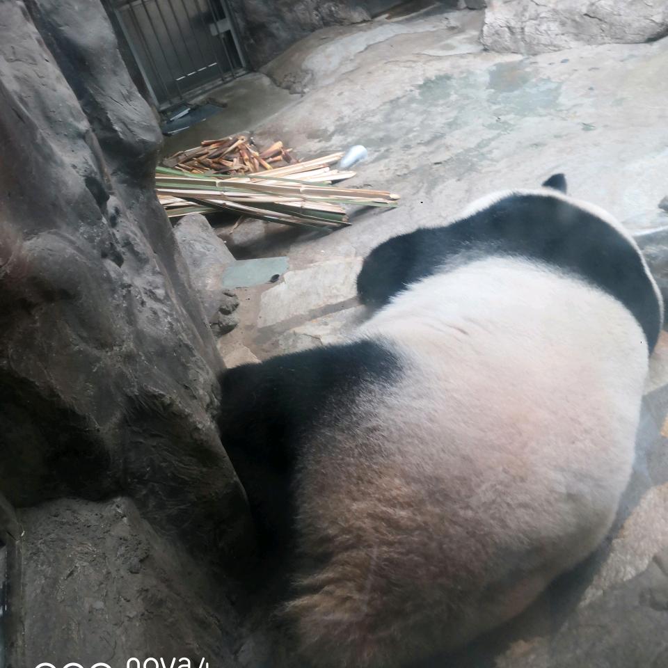 倩倩
