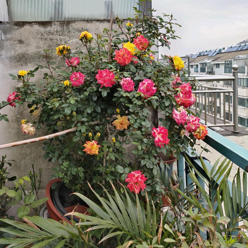 芬芬