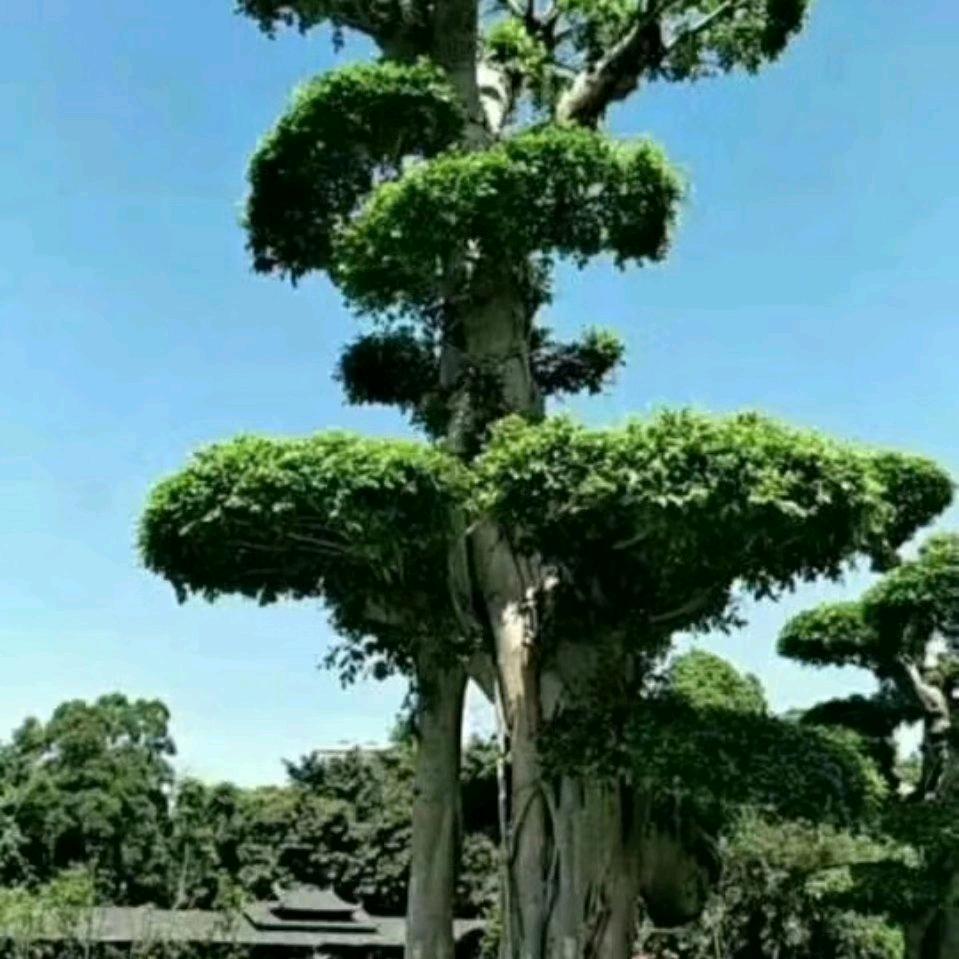寻梦