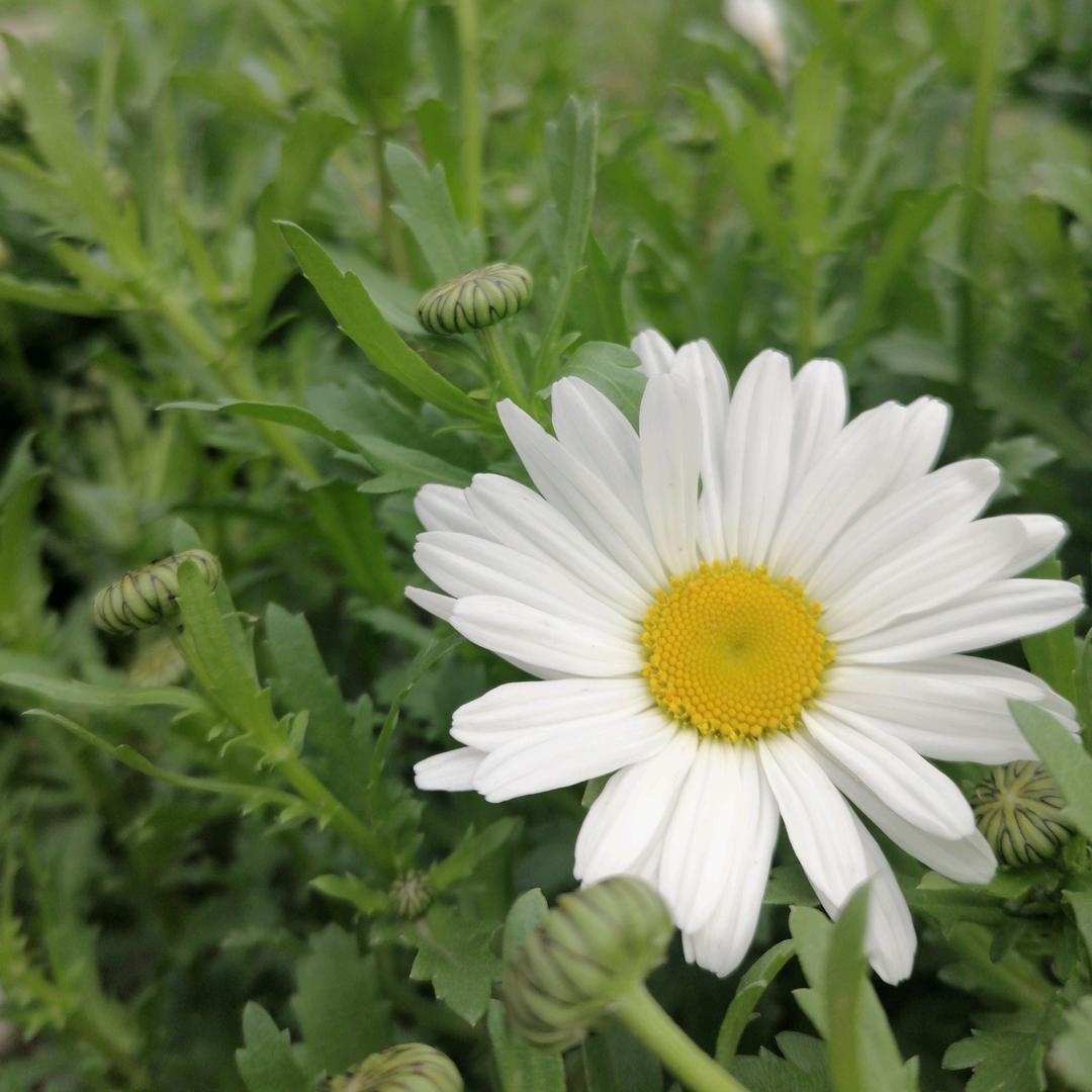 明天会更好🇨🇳