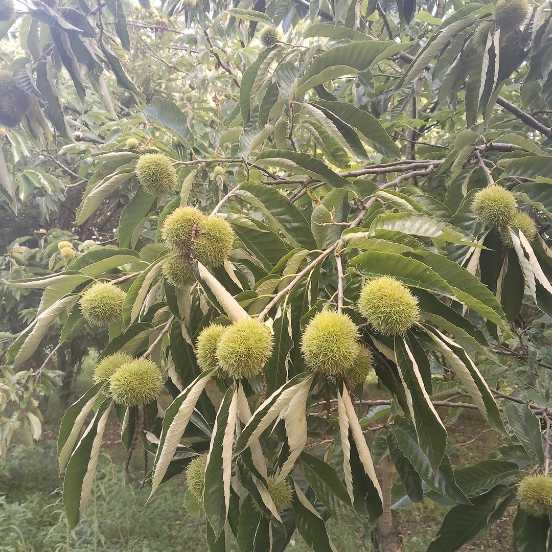 板栗批发零售