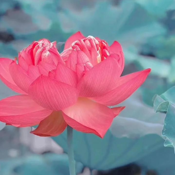 花好月圆