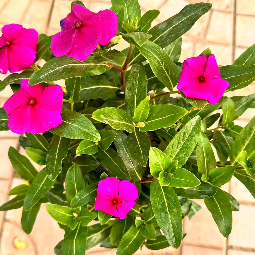 胖仔花卉园艺（绿植多肉）