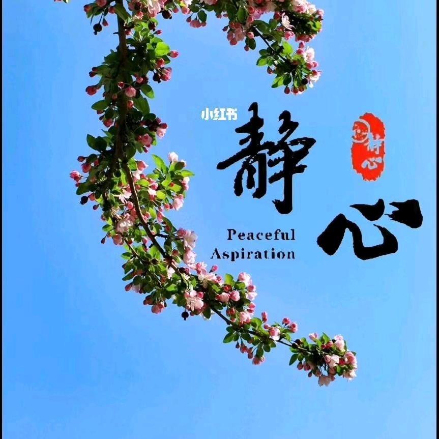 小菜叶