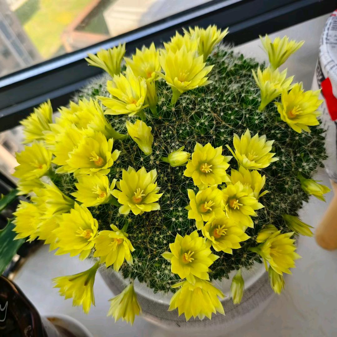 枫