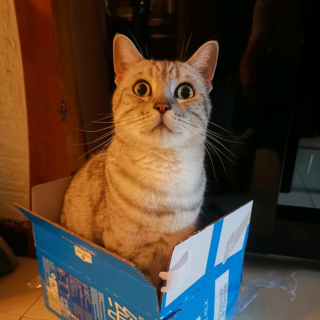 茨木喵
