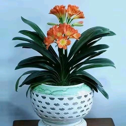 君子兰花开