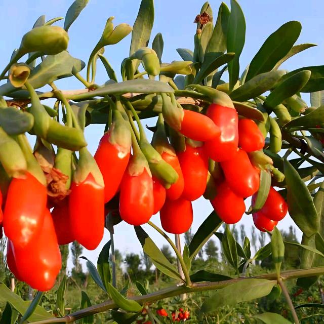 常年农活农产品（特种就业）