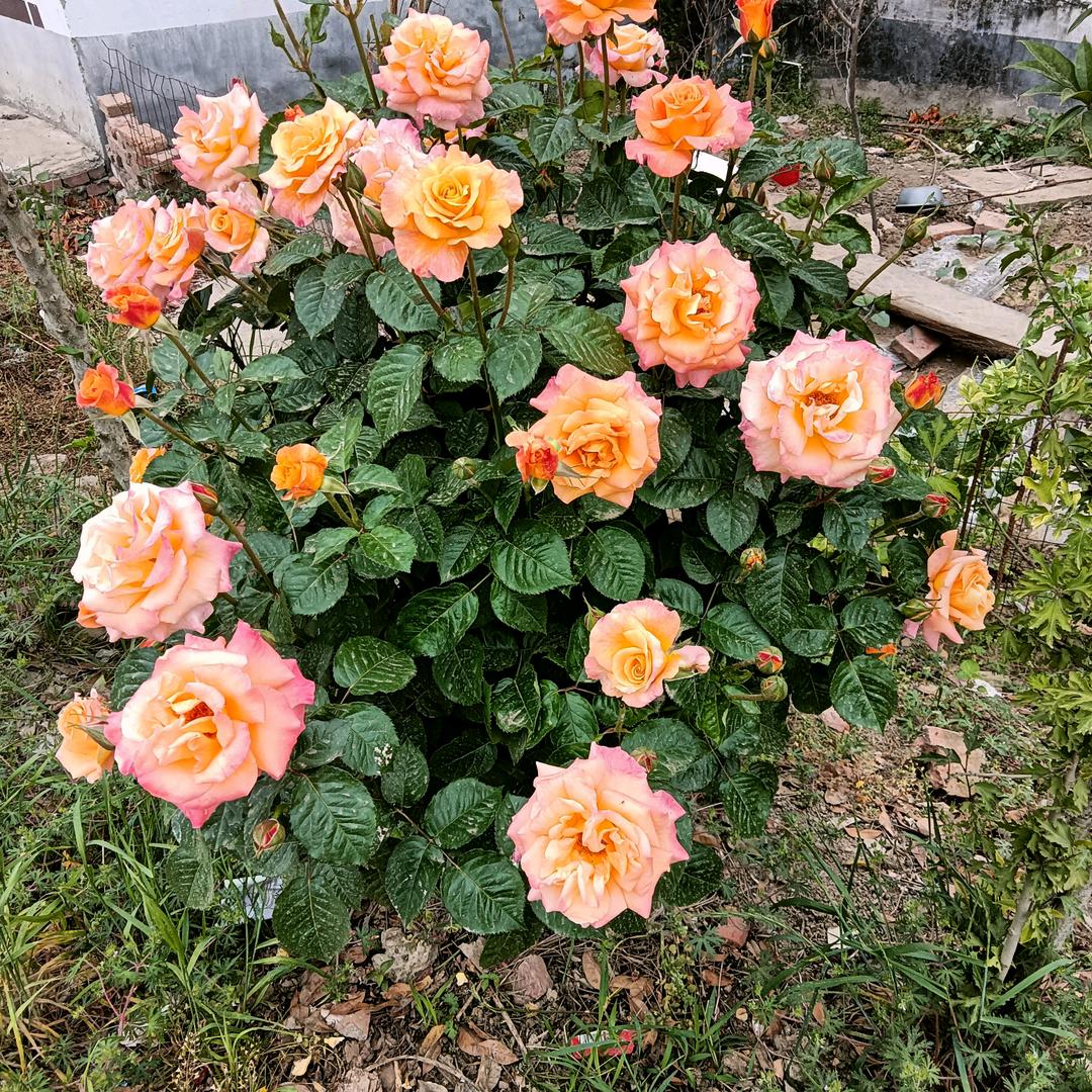 妙雨恋花