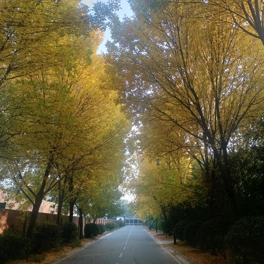 小强加油