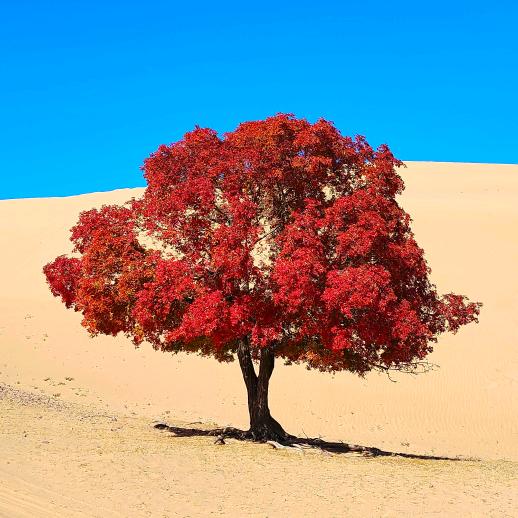 晨陌🎤（拒私聊）