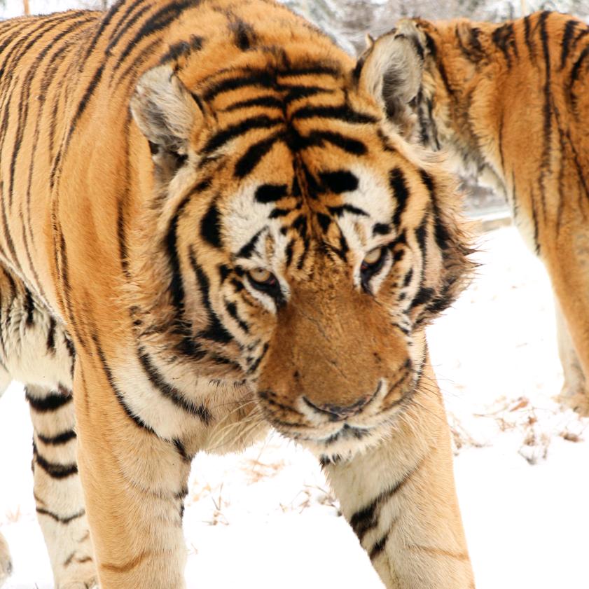 南南爱热闹西西吃不饱🫧