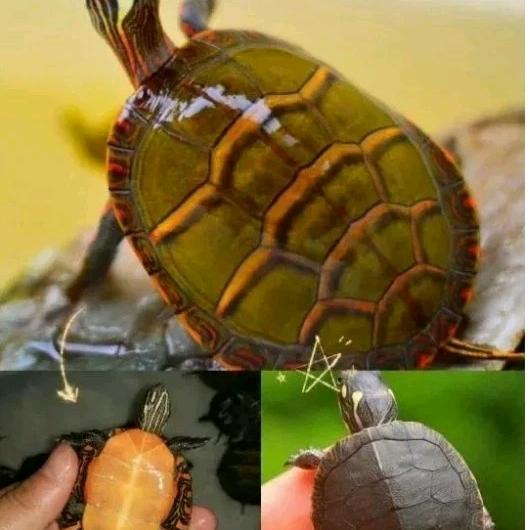 龟龄高龟鳖养殖