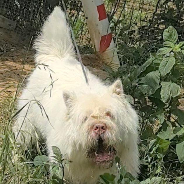 清镇小宋，下司犬养殖基地