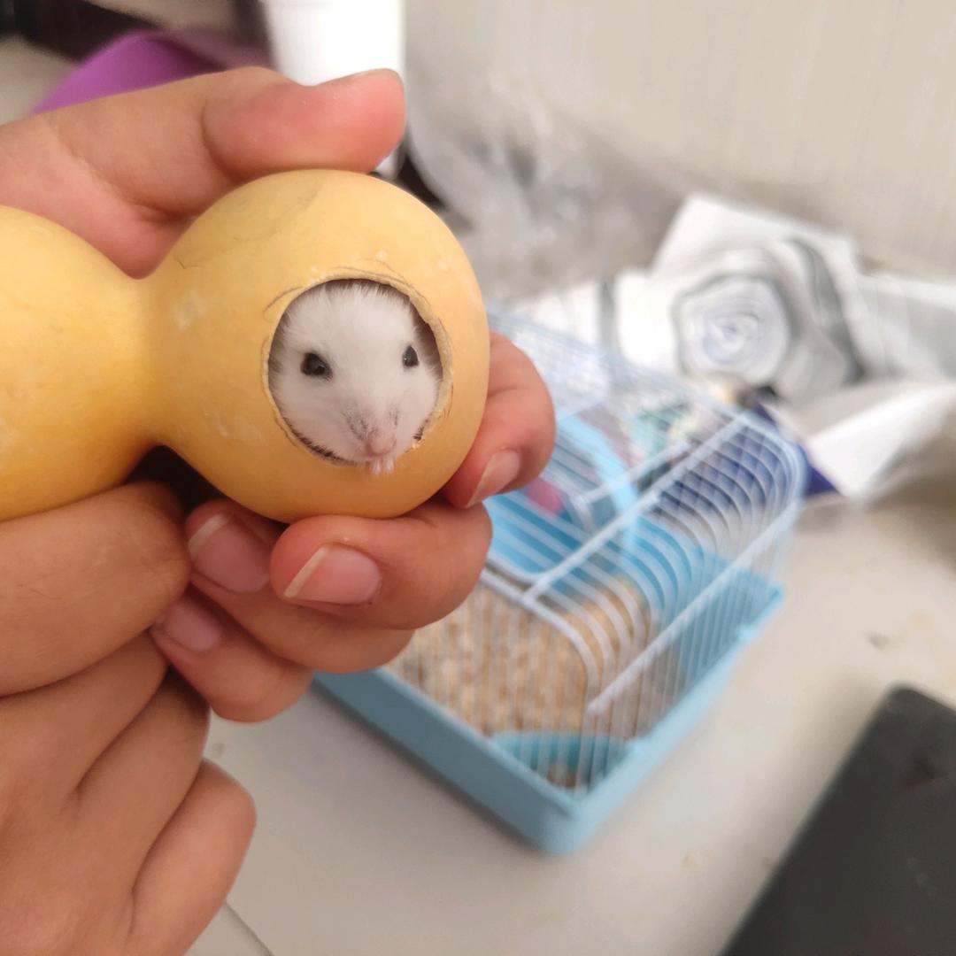 拉邦我们是专业的