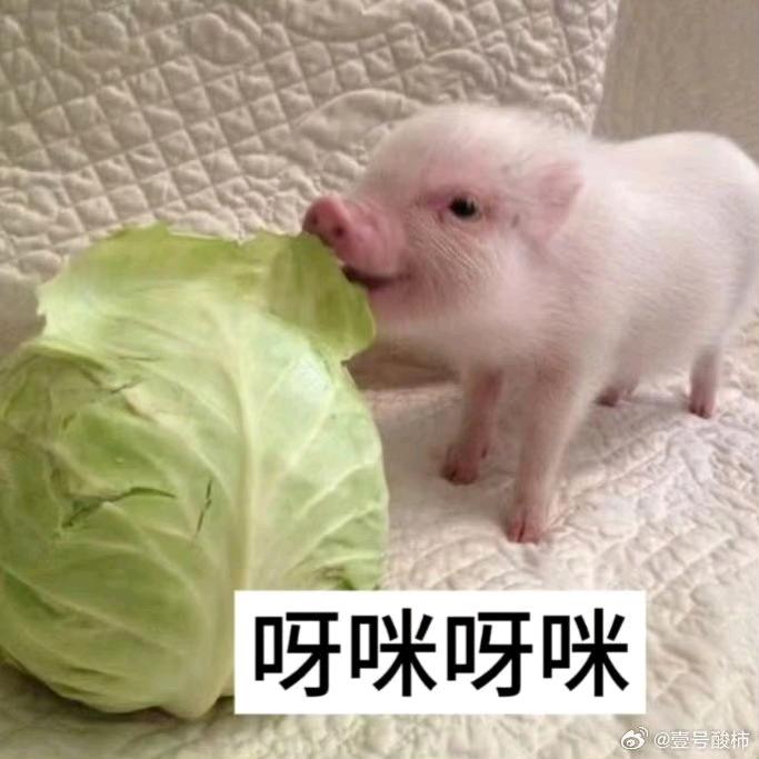 罐老师是罐