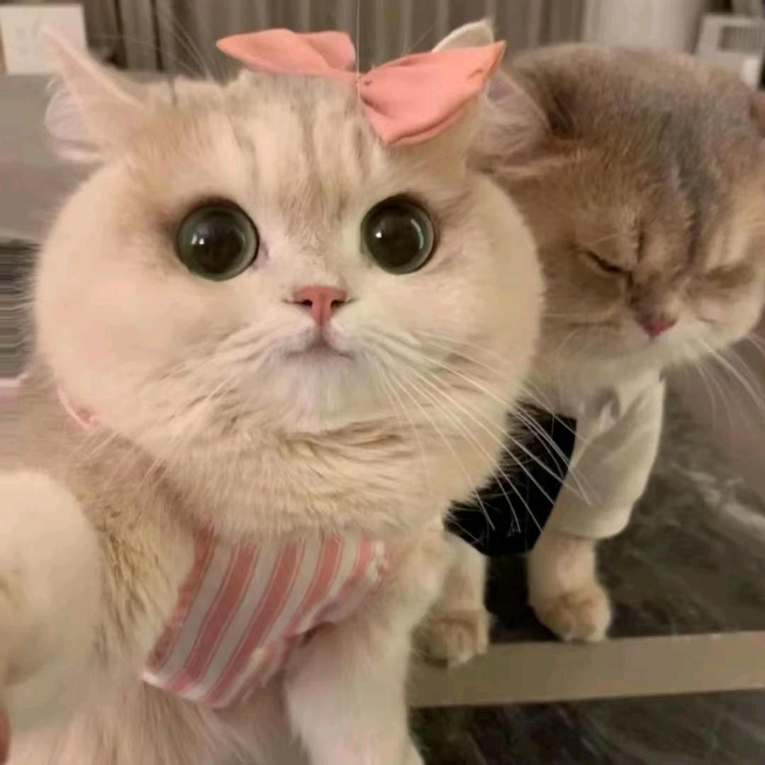 是妮妮呀.