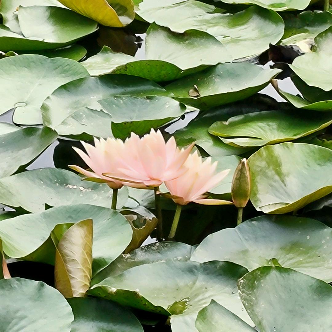 花开富贵🌷