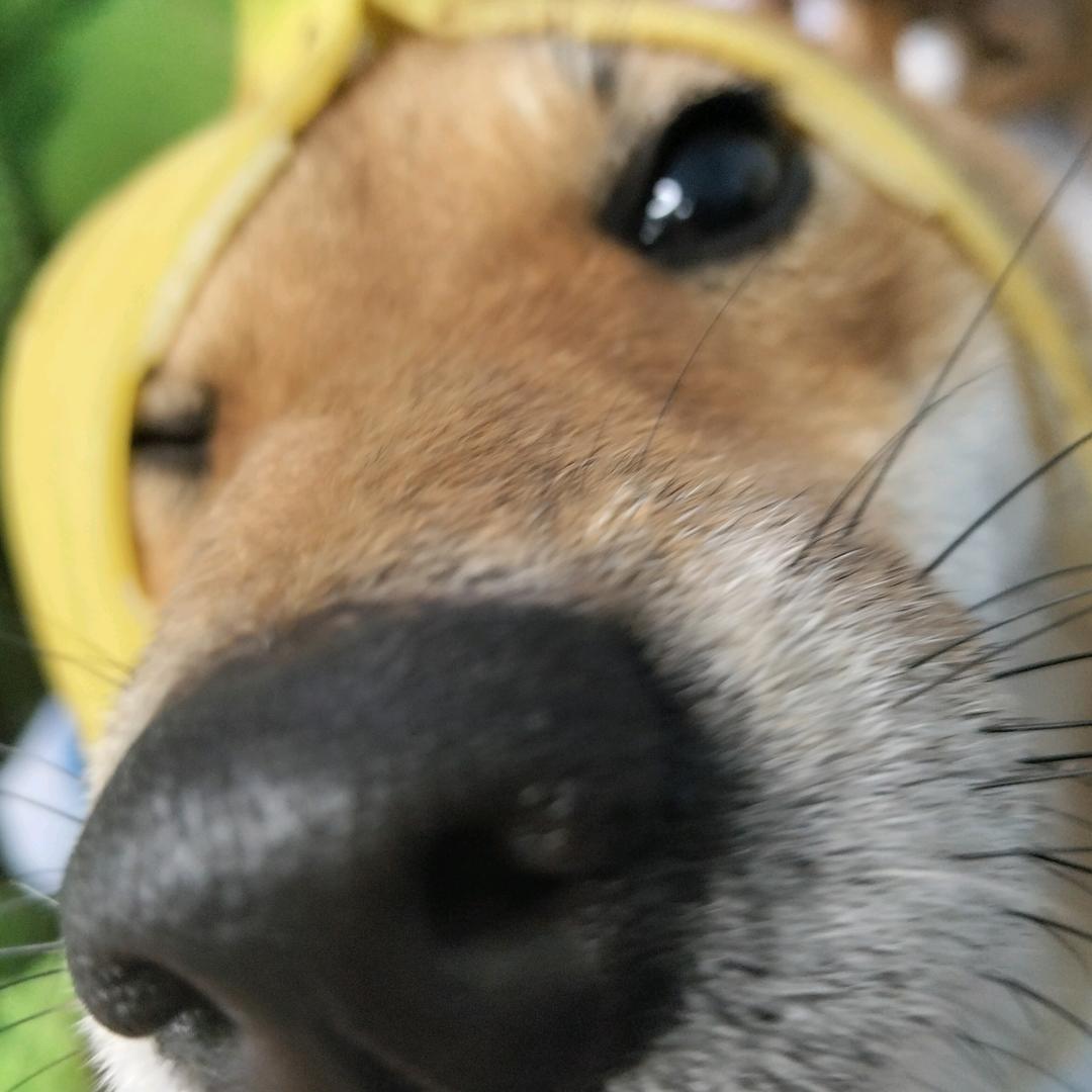 张开心宠物小林版本
