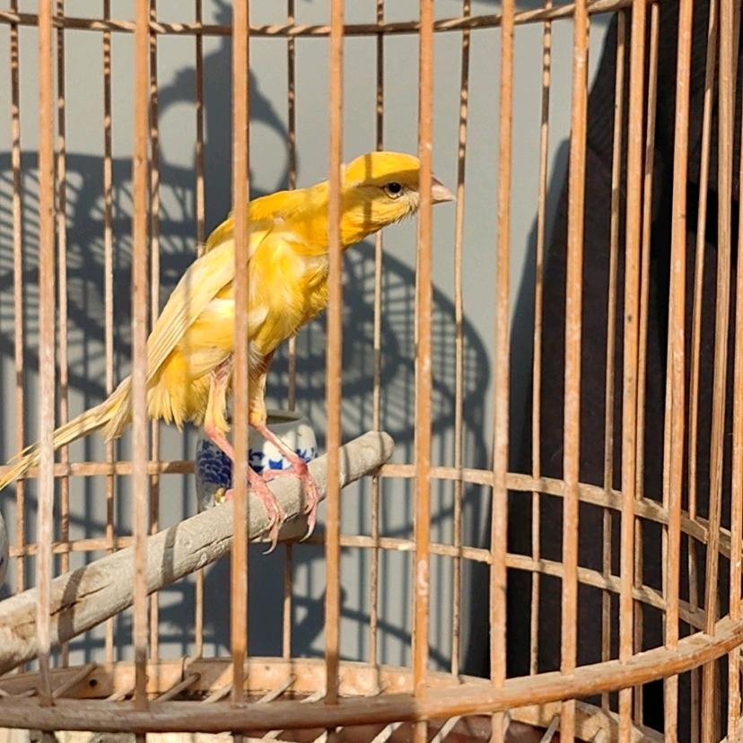 依诺机械生活号