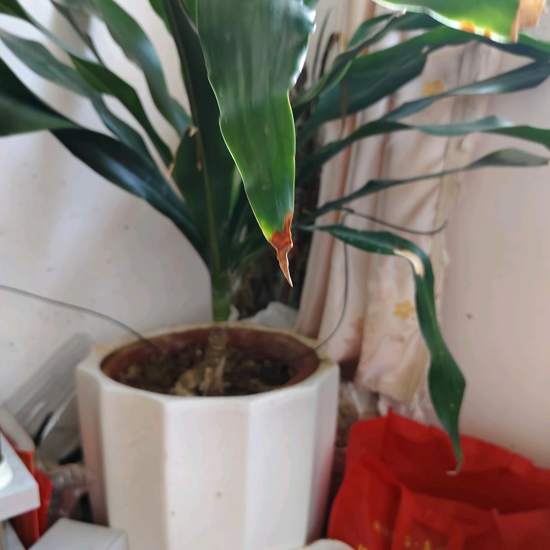 张小头像