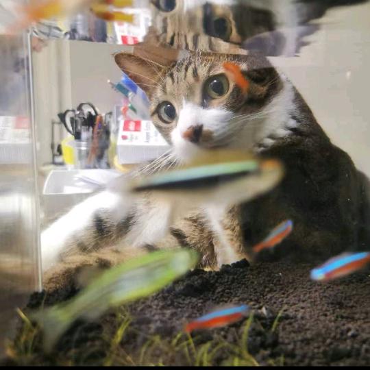 我的猫全世界最可爱