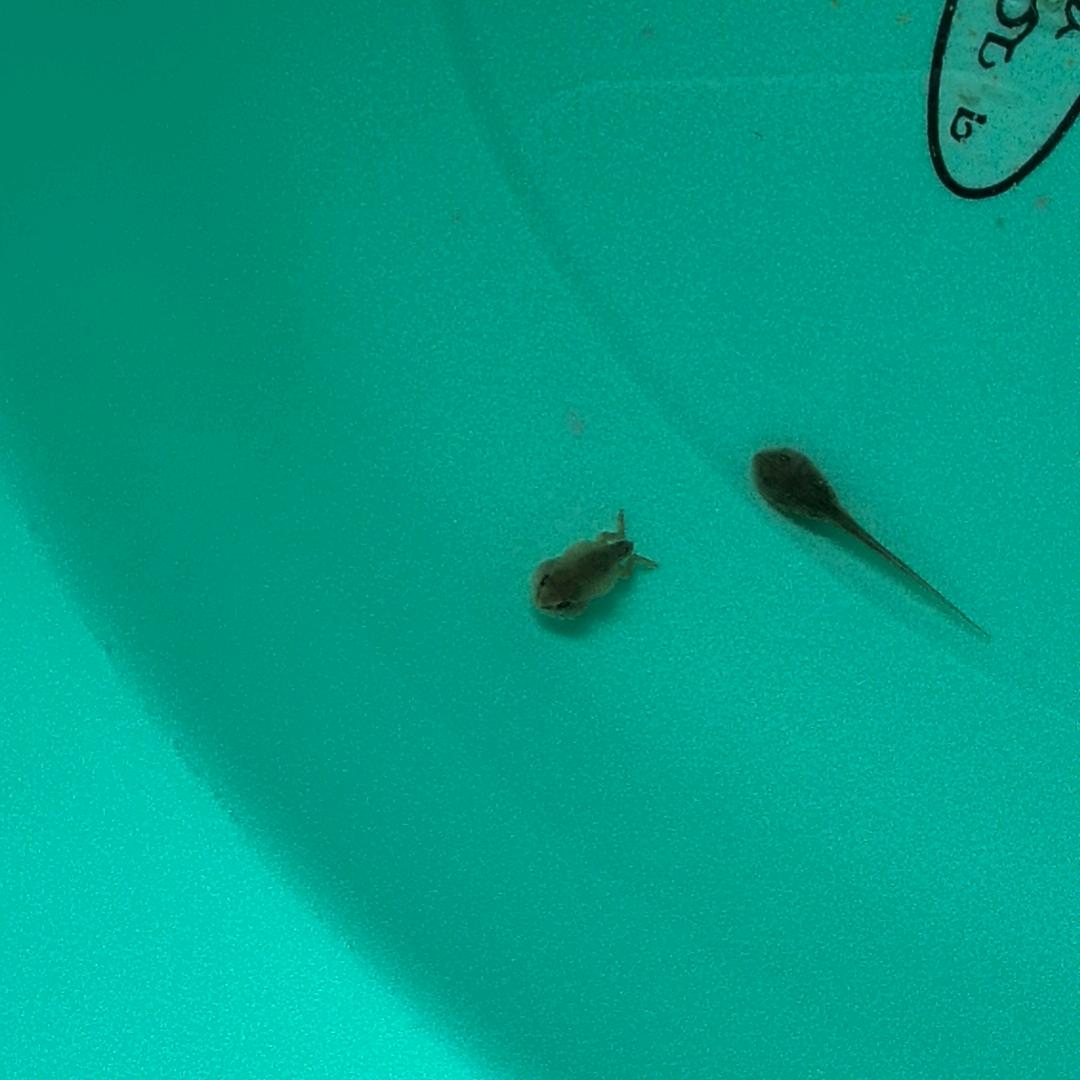 橘子很甜