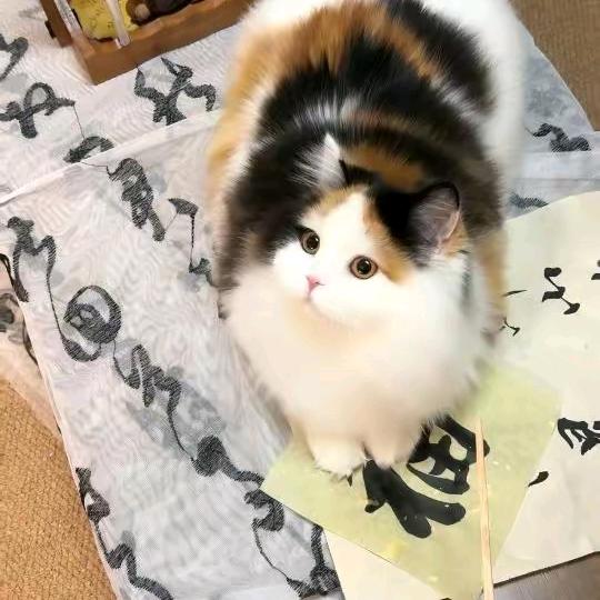 小支同学