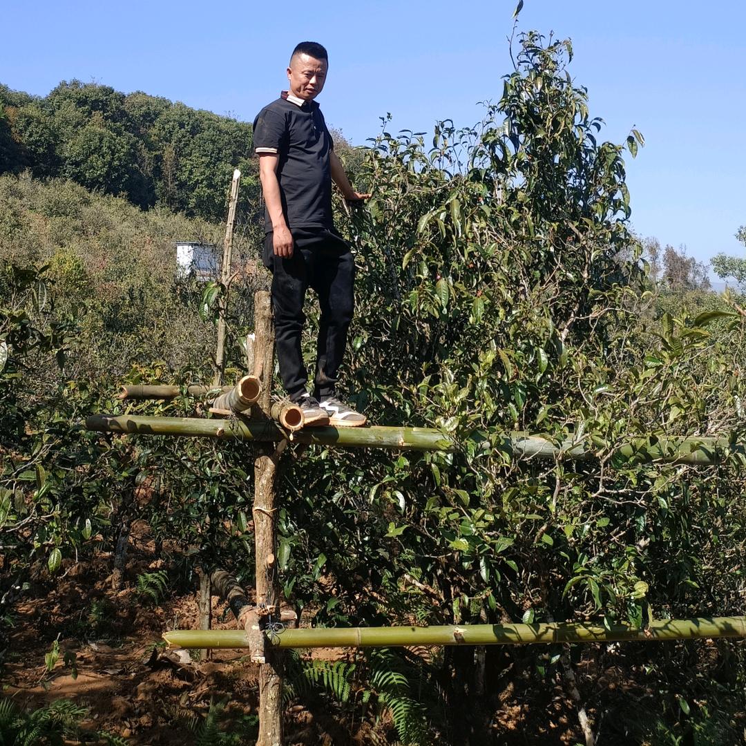勐库冰岛小铁锅