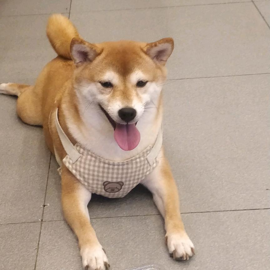 红狗
