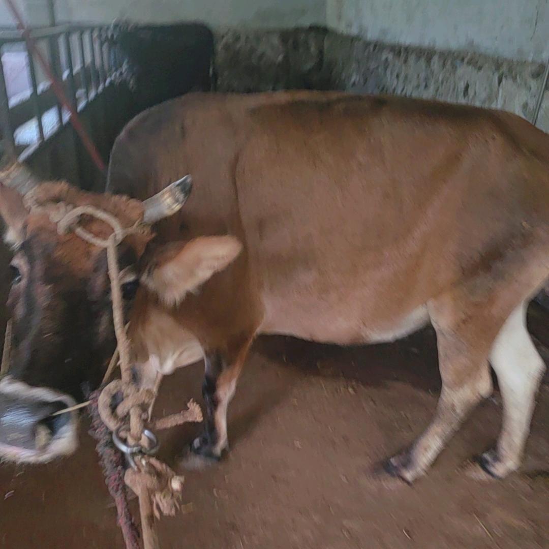 青川县蒿溪乡马记粮油副食店