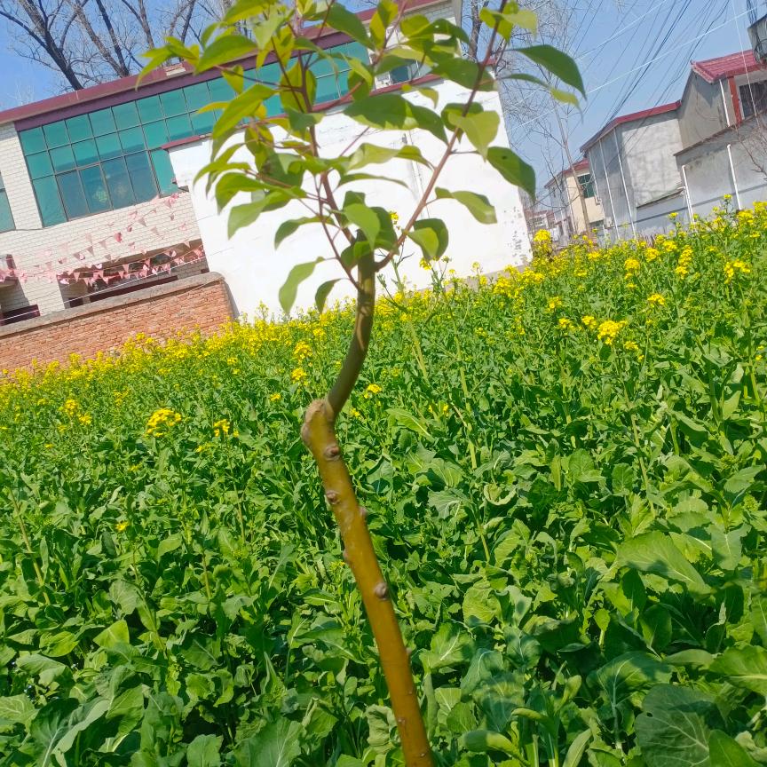 北方烧饼