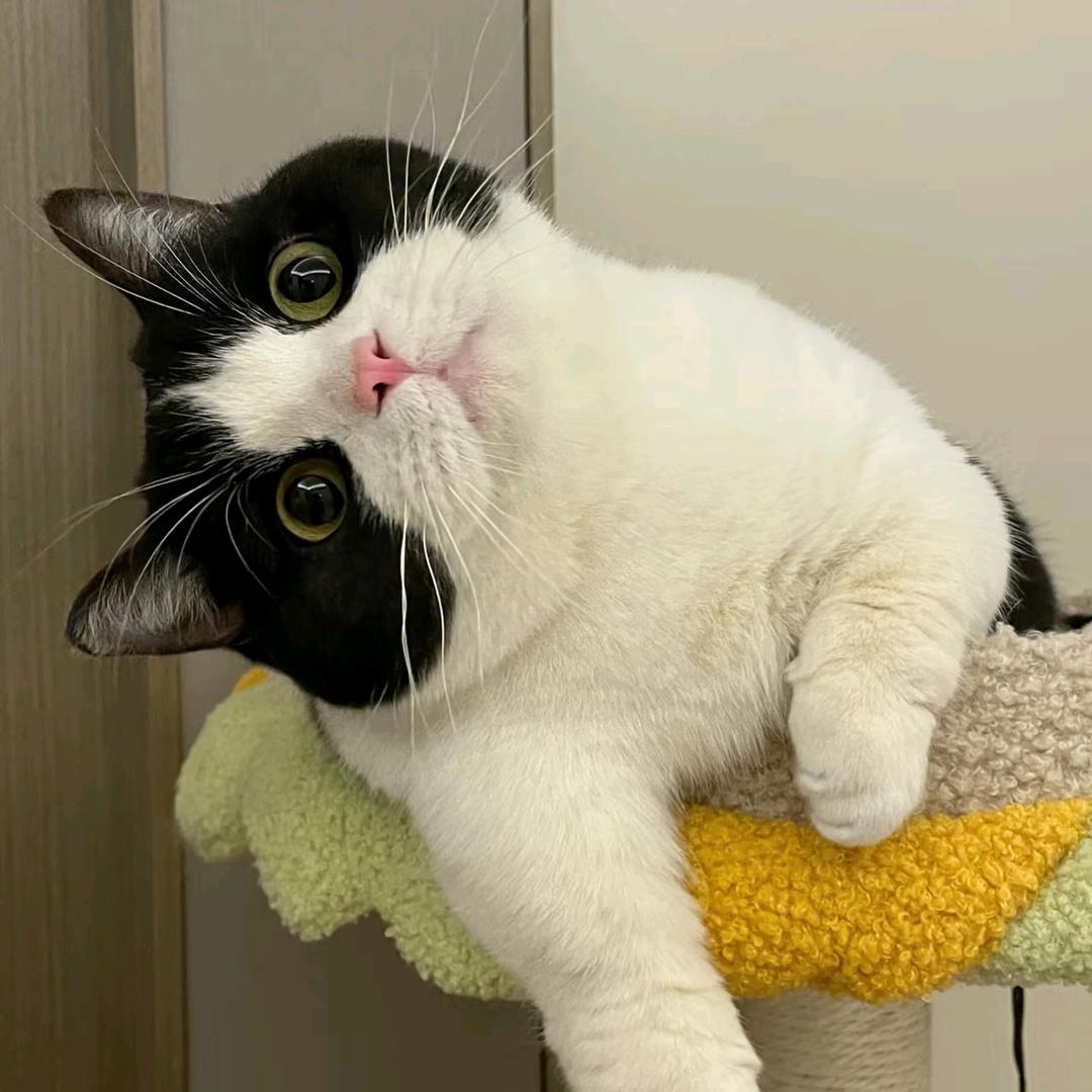 迟迟不迟🧑🏼‍🚀ᩚ