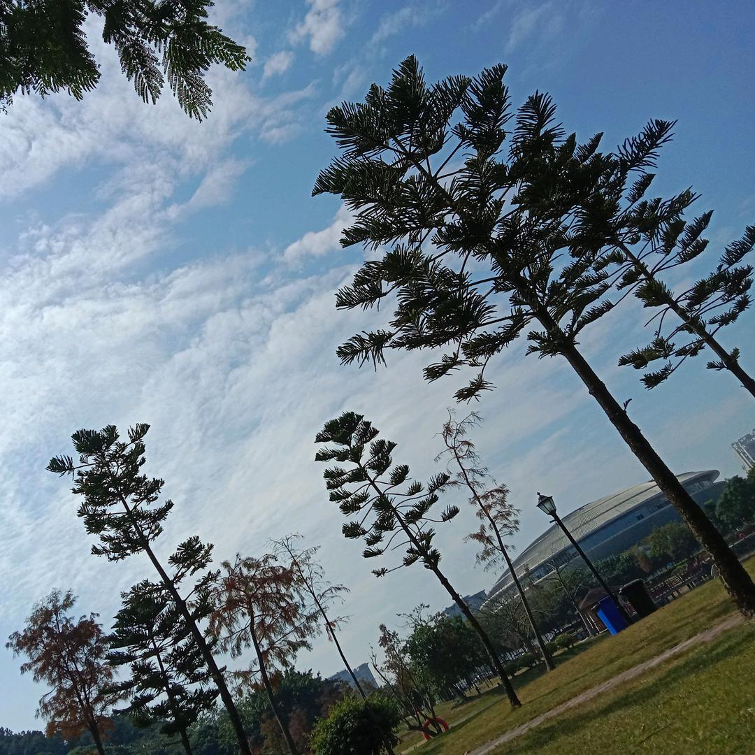 声杨
