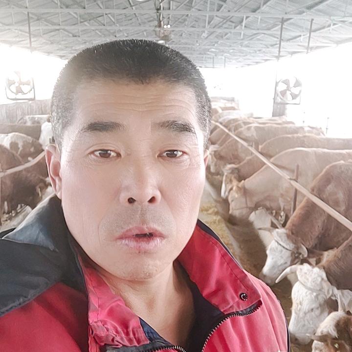 yangniudongg65