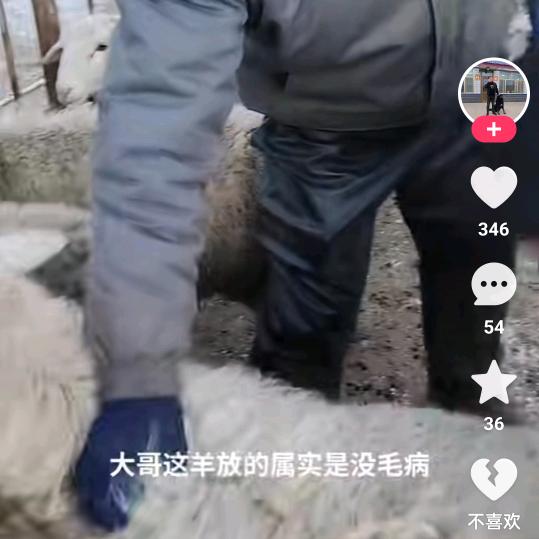 批发粮油  香油麻酱