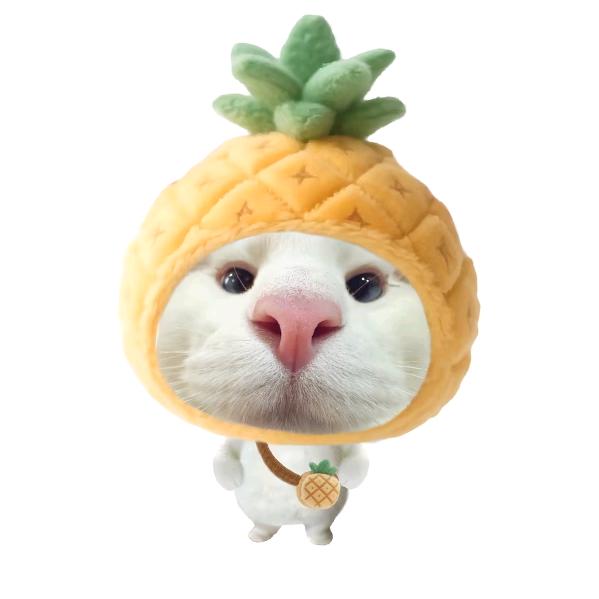 芝士不拉丝🧀