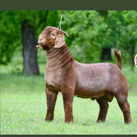 沙特《阳光牧业》