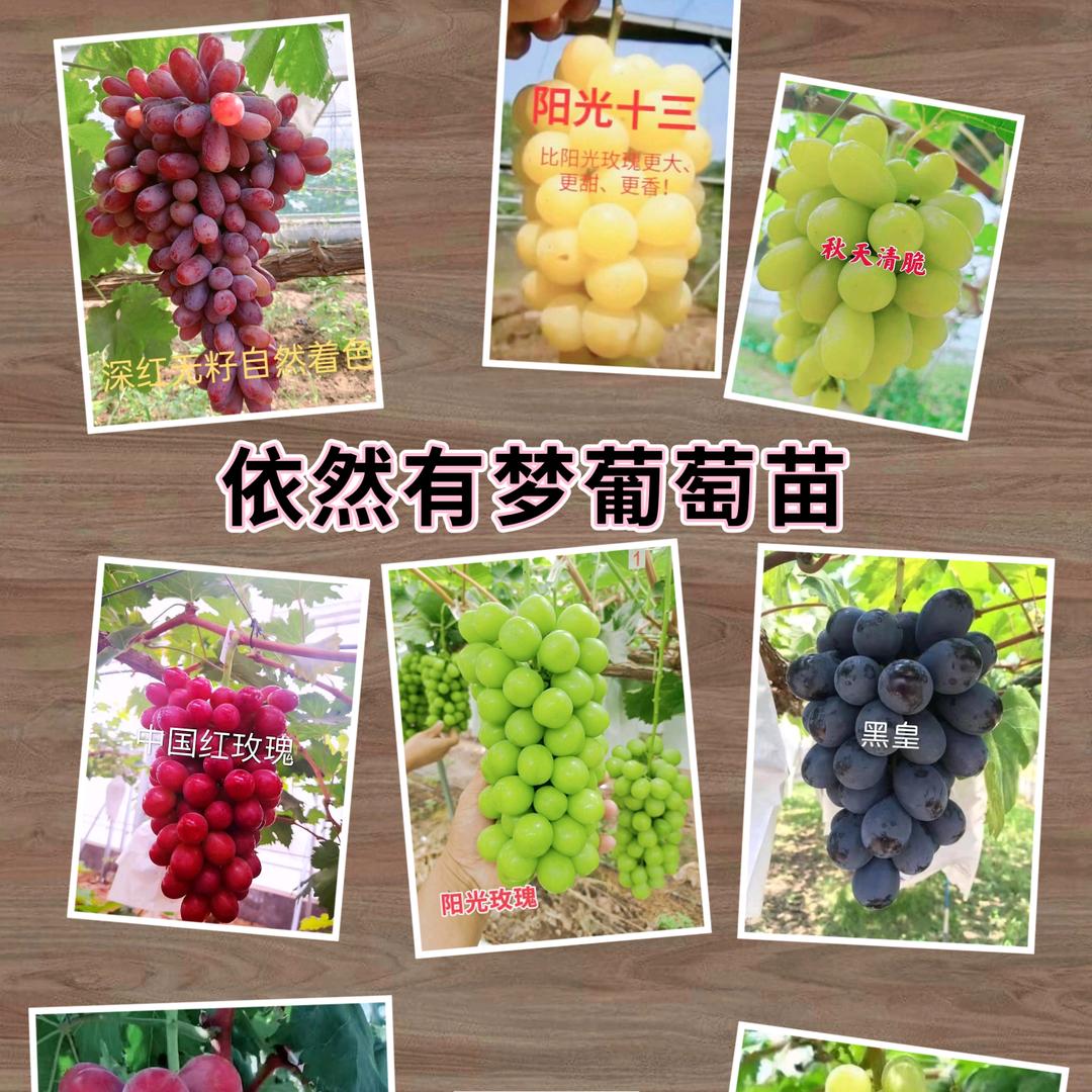新品种葡萄苗繁育基地