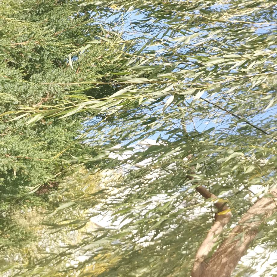 沉默是金(≖_≖)