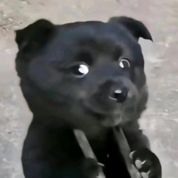 黑碳
