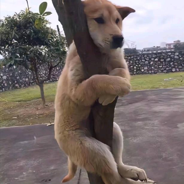 孤独的黄狗